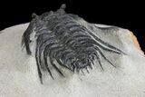 Spiny Leonaspis Trilobite - Morocco #139649-5